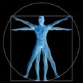 Vitruvian human or man conceptual 3d proportion anatomy body