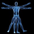 The vitruvian man - skeleton