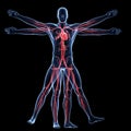 Vitruvian man - vascular system