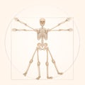 Vitruvian Skeleton Anatomical Skeletal Proportions Bones Royalty Free Stock Photo