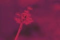 Abstract background with fluffy dandelion toned in viva magenta color Royalty Free Stock Photo