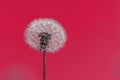 Abstract background with fluffy dandelion toned in viva magenta pantone color with space for text Royalty Free Stock Photo