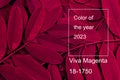 Viva magenta color of the year 2023. Background with dark leaves, fresh flat background