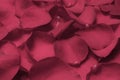 Viva Magenta. Texture of rose petals. The image is colored in viva magenta color of the year 2023