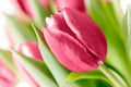 Viva Magenta white blooming tulip flower closeup on blurred green leaves