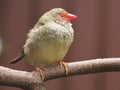 Loveable charming charismatic tiny Star Finch. Royalty Free Stock Photo