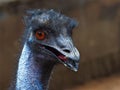 Vivacious Jaunty Emu in a Joyful High-Spirited Portrait.