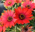 Vived scarlet petals of Asteraceae flowering bush Royalty Free Stock Photo