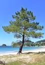 Beach in a bay with pine tree, turquoise water and blue sky. Viveiro, Lugo, Galicia, Spain.