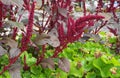 Vivid Amaranthus Caudatus flowers on green plants background close up. Also known as as love-lies-bleeding, pendant amaranth, tass Royalty Free Stock Photo