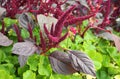 Vivid Amaranthus Caudatus flowers on green plants background close up. Also known as as love-lies-bleeding, pendant amaranth, tass Royalty Free Stock Photo