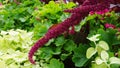 Vivid Amaranthus Caudatus flowers on green plants background close up. Also known as as love-lies-bleeding, pendant amaranth, tass Royalty Free Stock Photo