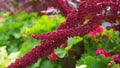 Vivid Amaranthus Caudatus flowers on green plants background close up. Also known as as love-lies-bleeding, pendant amaranth, tass Royalty Free Stock Photo