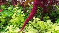 Vivid Amaranthus Caudatus flowers on green plants background close up. Also known as as love-lies-bleeding, pendant amaranth, tass Royalty Free Stock Photo