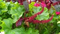 Vivid Amaranthus Caudatus flowers on green plants background close up. Also known as as love-lies-bleeding, pendant amaranth, tass Royalty Free Stock Photo