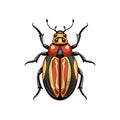Vivid Artwork of Dermestid Beetle Royalty Free Stock Photo