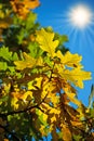 Vivid autumn background with sun gold colored leavs against blue sunny sky Royalty Free Stock Photo