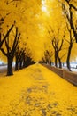 Vivid autumn foliage envelops asphalt road winding through serene forest landscape in fall