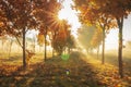 Vivid autumn nature with bright sunrays. Sunlight in colorful autumn morning. Yellow trees on october meadow on sunny morning