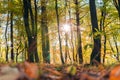 Golden leaves on branch, autumn wood with sun rays, beautiful landscape Royalty Free Stock Photo