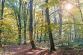 Golden leaves on branch, autumn wood with sun rays, beautiful landscape Royalty Free Stock Photo