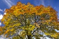 Vivid autumn tree-top against a blue sky backround Royalty Free Stock Photo