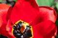 Vivid background made of close up photo of red blooming opened red, black, yellow colored tuli Royalty Free Stock Photo