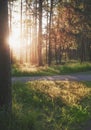 Vivid beautiful scene with sunlight in green forest