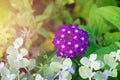 Vivid beautiful verbena hortensis obsession lilac flowers is blooming on bright sunbeams in flowerbed. Decorative flowers