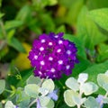 Vivid beautiful verbena hortensis obsession lilac flowers is blooming at summertime in flowerbed. Decorative flowers for making