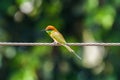 Vivid bee eater bird Royalty Free Stock Photo