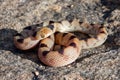 Vivid Beetz' Tiger Snake (Telescopus beetzi), a mildly venomous snake from South Africa