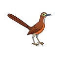 Vivid Bendire's Thrasher Bird Illustration Royalty Free Stock Photo