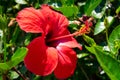 Vivid big red hibiscus flower with green leaves is growing on a bush  in summertime. Royalty Free Stock Photo