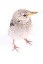 Vivid birdie Royalty Free Stock Photo