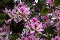 Vivid blossoms on Purple Orchid Tree Bauhinia variegata.