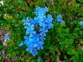 Vivid blue flowers of Plumbago leadwort Royalty Free Stock Photo