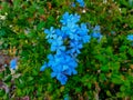 Vivid blue flowers of Plumbago leadwort Royalty Free Stock Photo