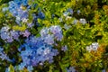 Vivid blue flowers of Plumbago leadwort Royalty Free Stock Photo