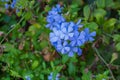 Vivid blue flowers of Plumbago leadwort Royalty Free Stock Photo