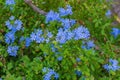 Vivid blue flowers of Plumbago leadwort Royalty Free Stock Photo