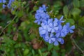 Vivid blue flowers of Plumbago leadwort Royalty Free Stock Photo