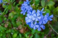 Vivid blue flowers of Plumbago leadwort Royalty Free Stock Photo