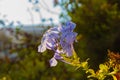 Vivid blue flowers of Plumbago leadwort Royalty Free Stock Photo