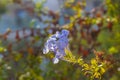 Vivid blue flowers of Plumbago leadwort Royalty Free Stock Photo