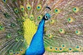 Vivid blue peacock is standing in profile, fanning out its vibrant tail feathers Royalty Free Stock Photo