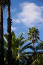 Vivid blue sky and green trees in Morocco Royalty Free Stock Photo