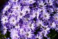 Vivid blue and white flowers of Dimorphotheca ecklonis or Osteospermum, commonly known as Cape marguerite, Sundays river daisy bus Royalty Free Stock Photo