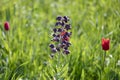 Vivid Bluebonnets at the peak of their bloom Royalty Free Stock Photo