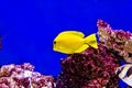 Bubbles, the yellow tang fish Royalty Free Stock Photo